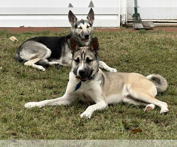 Medium Photo #2 German Shepherd Dog-Unknown Mix Puppy For Sale in La Grange , NC, USA
