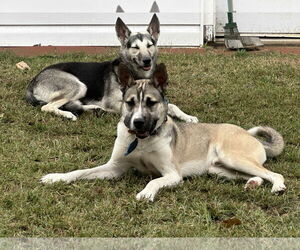 Nitro - Male German Shepherd Dog-Unknown Mix Dog for Adoption - Photo #2