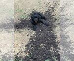 Small Photo #8 Aussiedoodle Puppy For Sale in McDonough, GA, USA