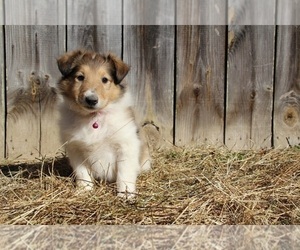 Collie Puppy for sale in KINGSPORT, TN, USA