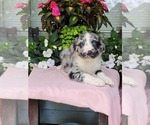 Small Photo #2 Australian Shepherd Puppy For Sale in ROCKY FACE, GA, USA