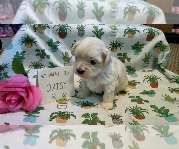 Medium Photo #17 Maltipoo (Miniature) Puppy For Sale in BROOKFIELD, MO, USA