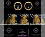 Small Photo #36 Goldendoodle (Miniature) Puppy For Sale in WARSAW, IN, USA
