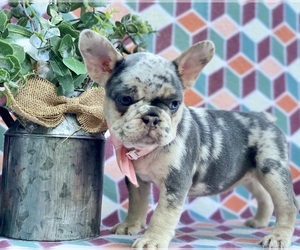 French Bulldog Puppy for sale in LANCASTER, PA, USA