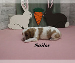 Small #2 Cavalier King Charles Spaniel