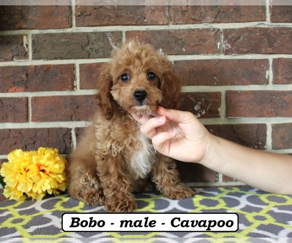 Medium Photo #3 Cavapoo (Miniature) Puppy For Sale in CLARKRANGE, TN, USA