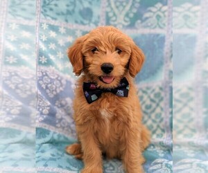 Pookimo Puppy for sale in LANCASTER, PA, USA
