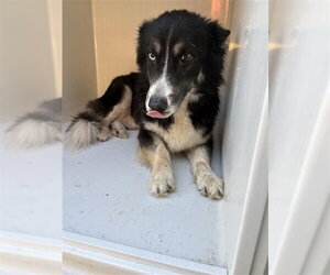 Siberian Husky-Unknown Mix Dogs for adoption in Houston, TX, USA