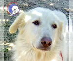 Small Great Pyrenees