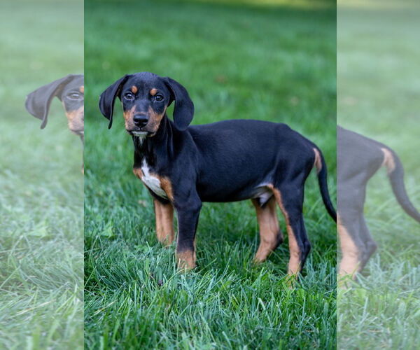 Medium Photo #5 Doberman Pinscher-Unknown Mix Puppy For Sale in Minneaoplis, MN, USA
