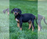 Small #4 Doberman Pinscher Mix