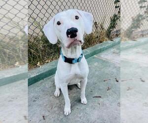Medium American Pit Bull Terrier Mix