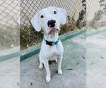 Small American Pit Bull Terrier Mix