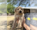 Small #1 Goldendoodle-Labrador Retriever Mix