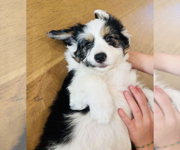 Medium Photo #2 Collie-Unknown Mix Puppy For Sale in Marina Del Rey, CA, USA