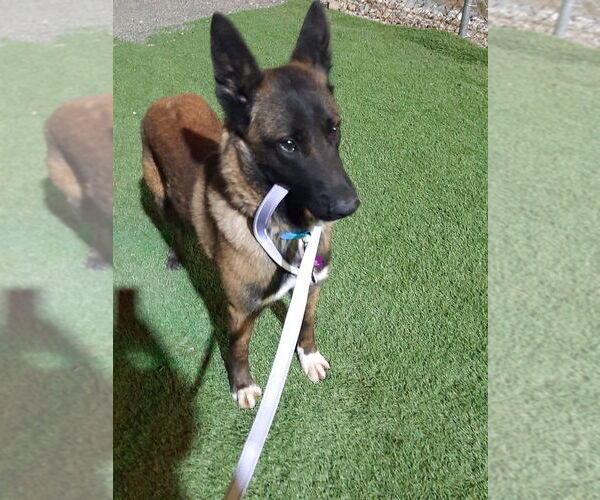 Medium Photo #3 Mutt Puppy For Sale in Imlay City, MI, USA