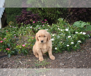 Golden Retriever Puppy for sale in MARSHALL, VA, USA