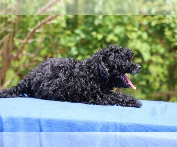 Medium Photo #25 Poodle (Toy) Puppy For Sale in DYERSBURG, TN, USA