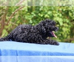 Small #24 Poodle (Toy)