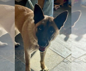 Mutt Dogs for adoption in South Lake Tahoe, CA, USA