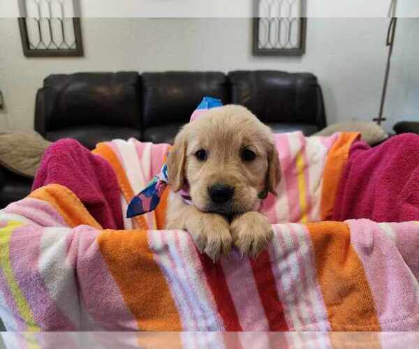 Medium Photo #8 Golden Retriever Puppy For Sale in BURKBURNETT, TX, USA