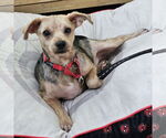 Small #1 Mutt