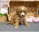 Small #5 Goldendoodle-Poodle (Toy) Mix