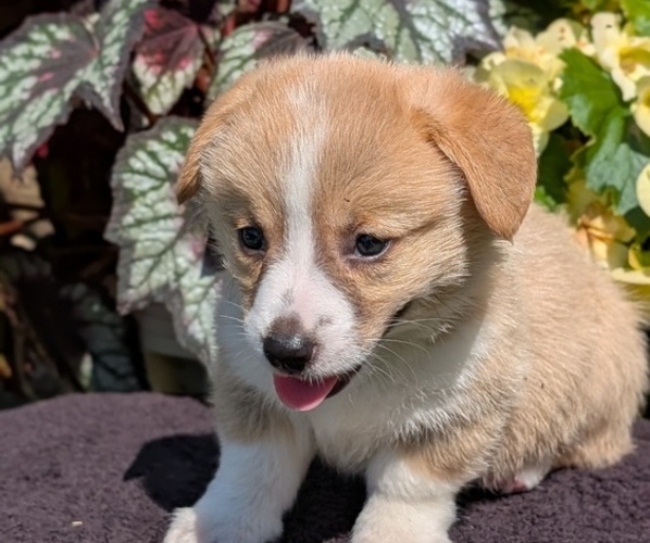 Medium Photo #48 Pembroke Welsh Corgi Puppy For Sale in GOSHEN, IN, USA