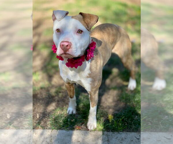 Medium Photo #4 American Pit Bull Terrier-Unknown Mix Puppy For Sale in Redlands, CA, USA