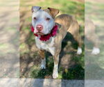 Small #3 American Pit Bull Terrier Mix