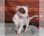 Small Jack Russell Terrier