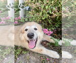 Small #3 Great Pyrenees