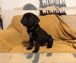 Small Photo #2 Cane Corso Puppy For Sale in KILLEEN, TX, USA