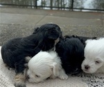 Small #3 Morkie