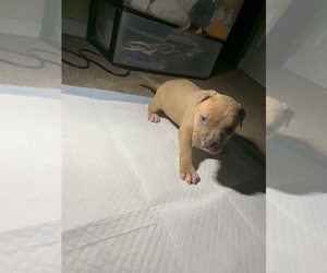 American Bully Puppy for sale in WINSTON SALEM, NC, USA