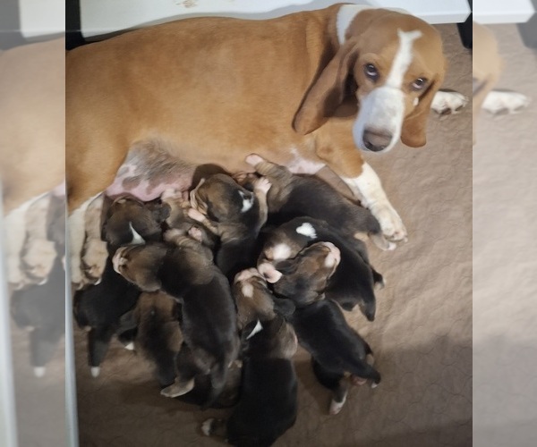Medium Photo #2 Bagle Hound Puppy For Sale in CENTRALIA, WA, USA
