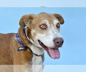 Labrador Retriever-Unknown Mix Dogs for adoption in Pasadena, CA, USA