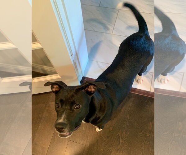 Medium Photo #48 American Staffordshire Terrier-Unknown Mix Puppy For Sale in Rosenberg, TX, USA