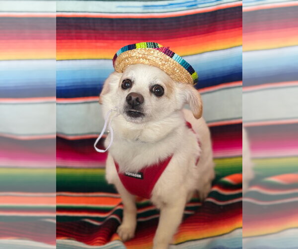 Medium Photo #23 Chihuahua-Unknown Mix Puppy For Sale in Mundelein, IL, USA