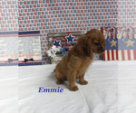 Small #16 Cavalier King Charles Spaniel