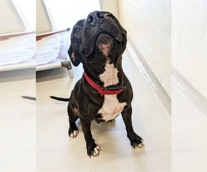 Mutt Dogs for adoption in Texas City, TX, USA