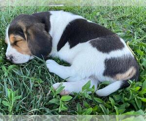 Beagle Puppy for sale in DURHAM, KS, USA