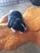 Small Photo #1 Border Collie-Miniature Australian Shepherd Mix Puppy For Sale in POWERSVILLE, MO, USA