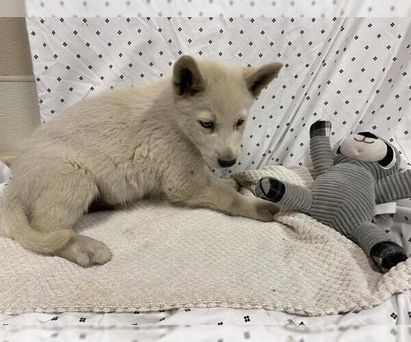 Medium Photo #1 Siberian Husky-Unknown Mix Puppy For Sale in Modesto, CA, USA
