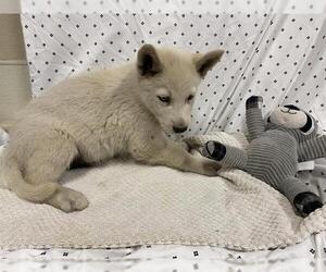Siberian Husky-Unknown Mix Dogs for adoption in Modesto, CA, USA