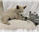 Small Siberian Husky Mix