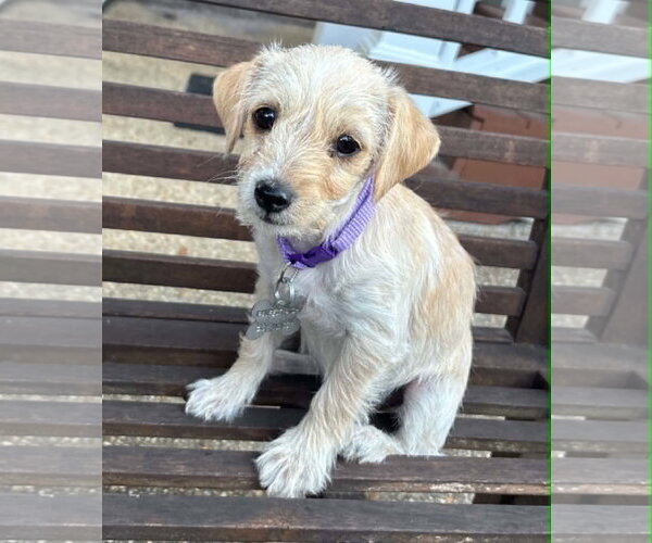 Medium Photo #2 Dachshund-Unknown Mix Puppy For Sale in Holly Springs, NC, USA