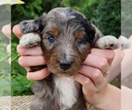 Small #6 F2 Aussiedoodle