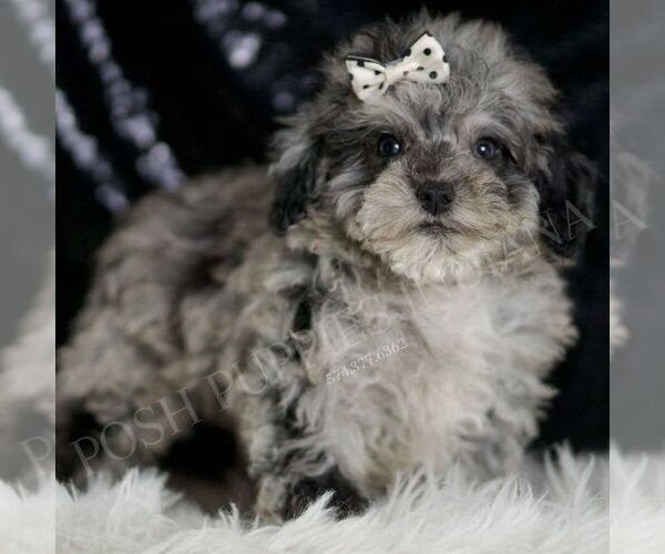 Medium Photo #4 Poodle (Toy) Puppy For Sale in WARSAW, IN, USA