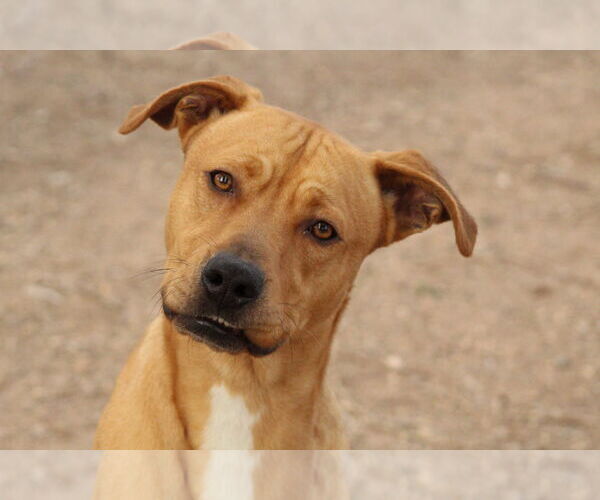 Medium Photo #1 Boxador Puppy For Sale in El Centro, CA, USA